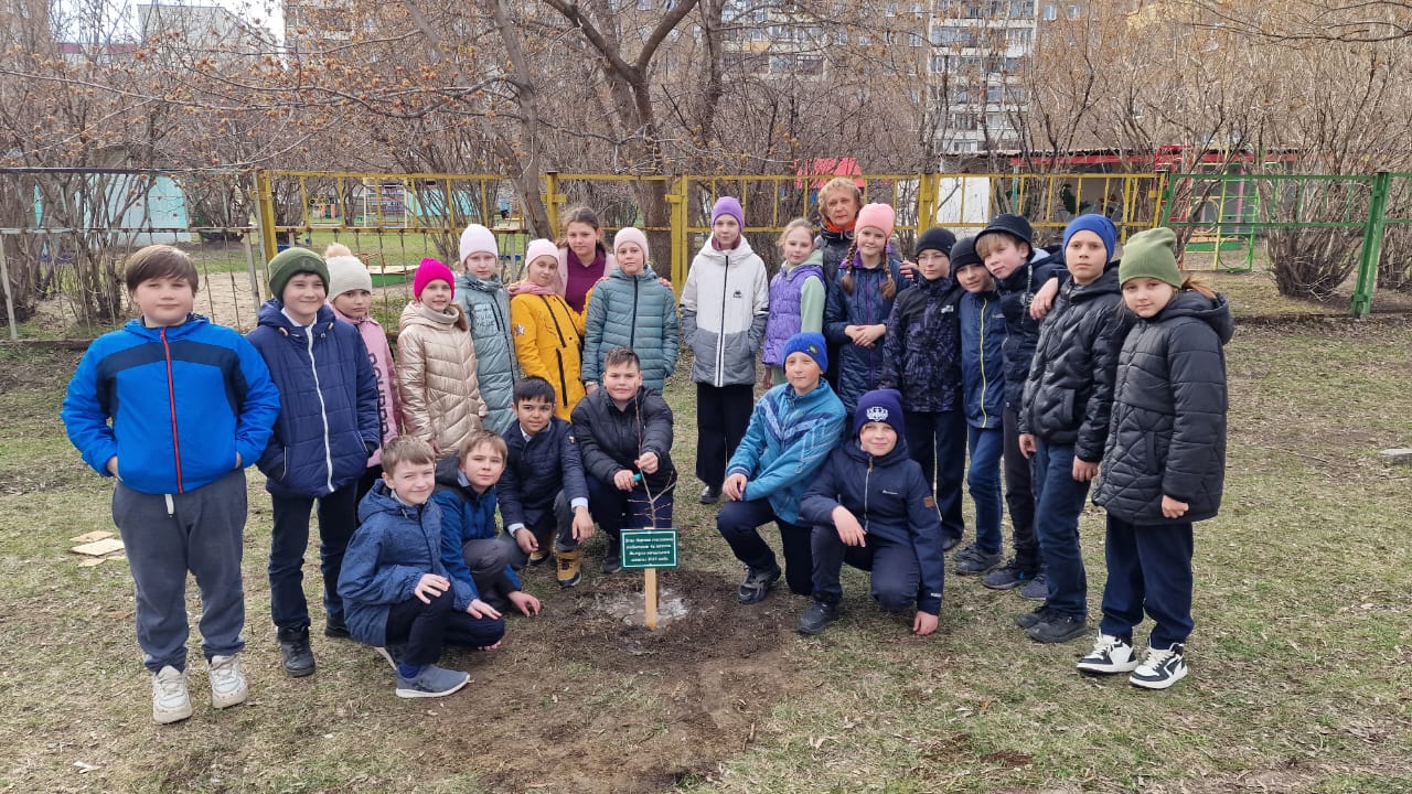 Дубок на школьном участке.